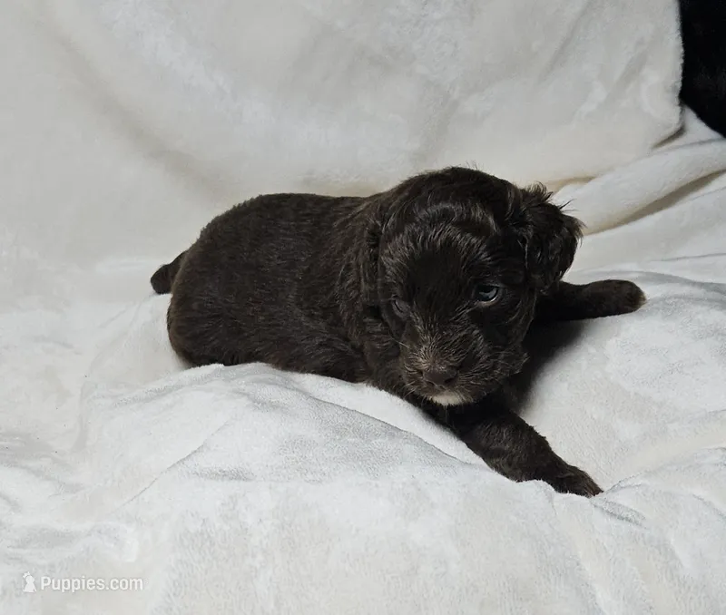 Blue – Miniature Aussiedoodle puppy for sale in Gainesville, GA