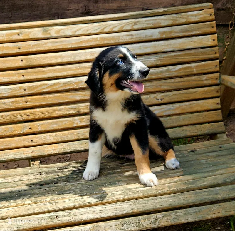 Green – Australian Shepherd puppy for sale in Gainesville, GA