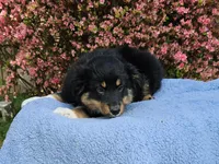 Lakota, a male Miniature Australian Shepherd for sale in Gainesville, GA – Photo 3 of 3