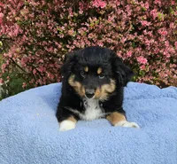 Lakota, a male Miniature Australian Shepherd for sale in Gainesville, GA – Photo 2 of 3