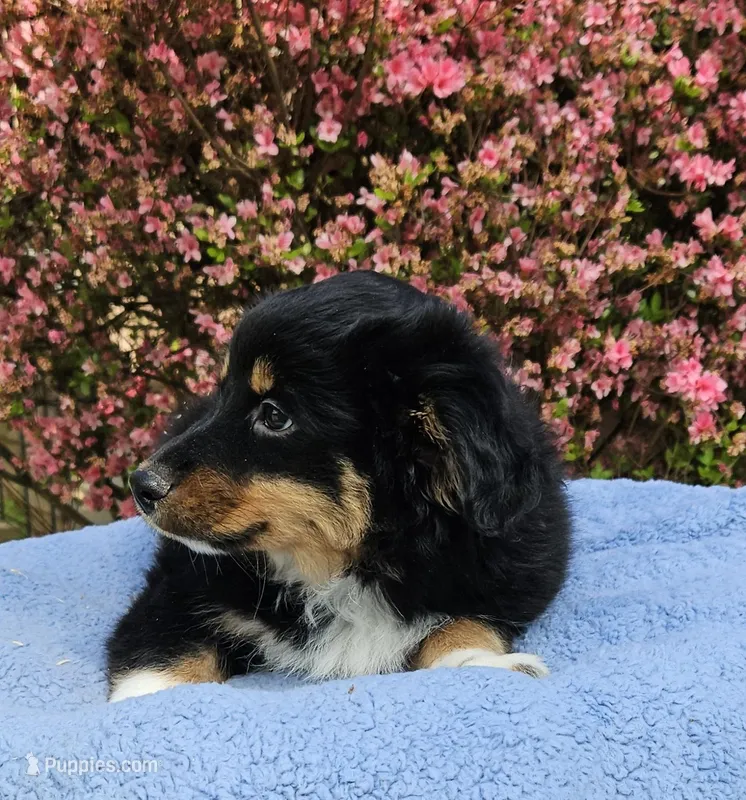 Lakota – Miniature Australian Shepherd puppy for sale in Gainesville, GA