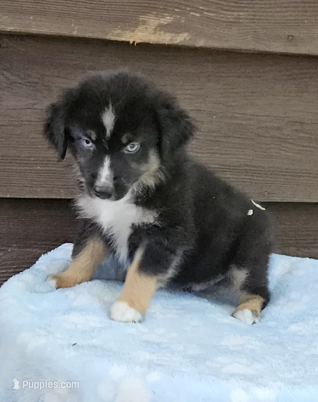 Blue – Australian Shepherd puppy for sale in Gainesville, GA