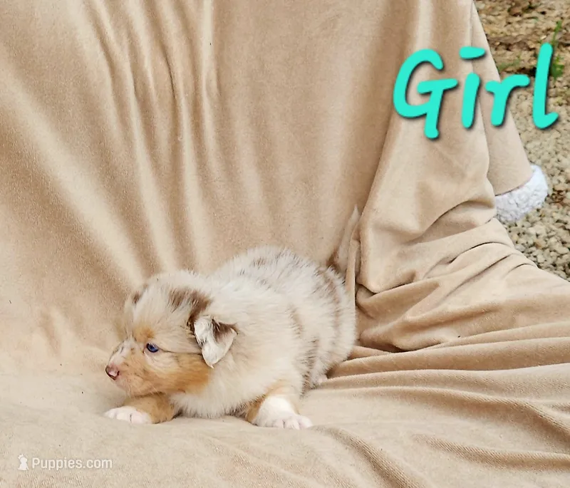 Red – Aussiedoodle puppy for sale in Gainesville, GA