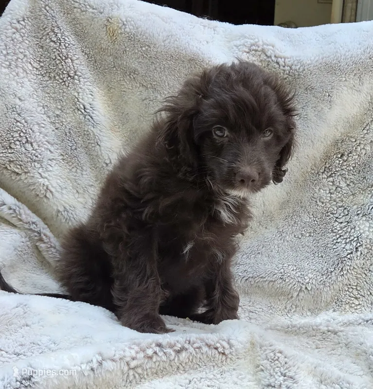 Blue – Miniature Aussiedoodle puppy for sale in Gainesville, GA