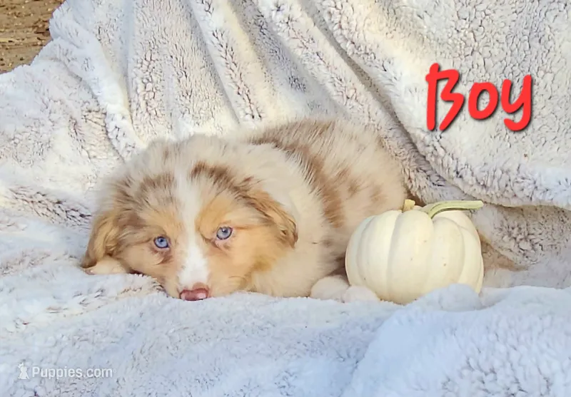 Red Sale – Toy Australian Shepherd puppy for sale in Gainesville, GA