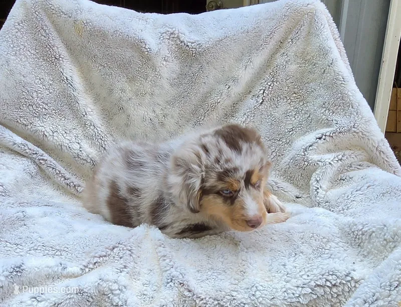 Yellow – Australian Cattle Dog puppy for sale in Gainesville, GA