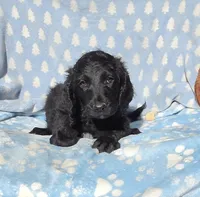 Orange, a male Labradoodle for sale in Gainesville, GA – 2 of 3