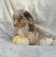 YELLOW Sale, a male Toy Australian Shepherd for sale in Gainesville, GA – 3 of 3