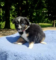 Red, a female Australian Shepherd for sale in Gainesville, GA – 2 of 3
