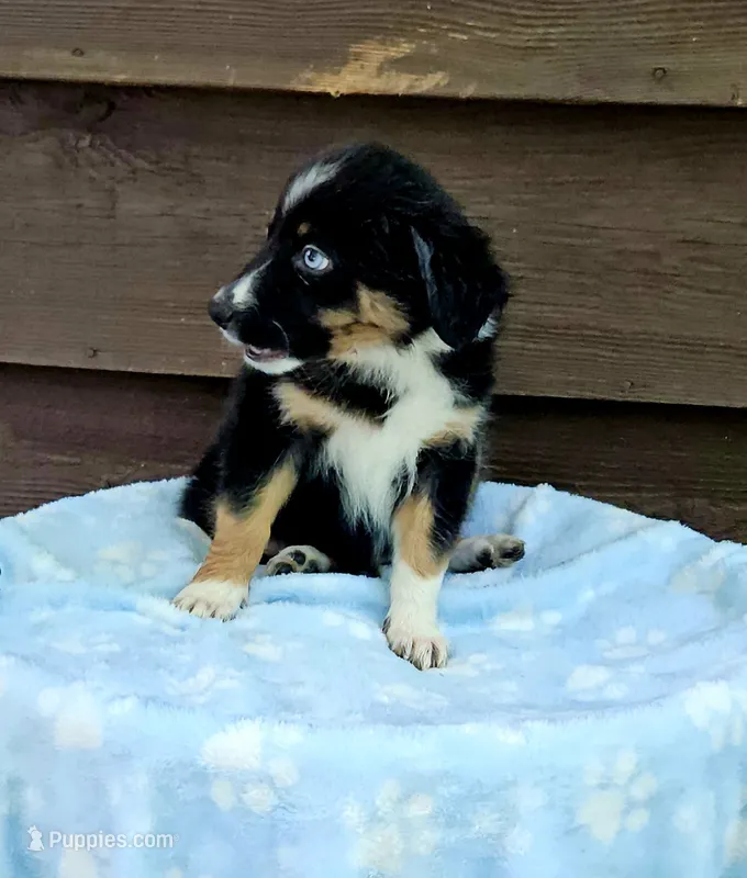 Red – Australian Shepherd puppy for sale in Gainesville, GA