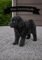 White Collar, a male Miniature Aussiedoodle for sale in Gainesville, GA – 1 of 1