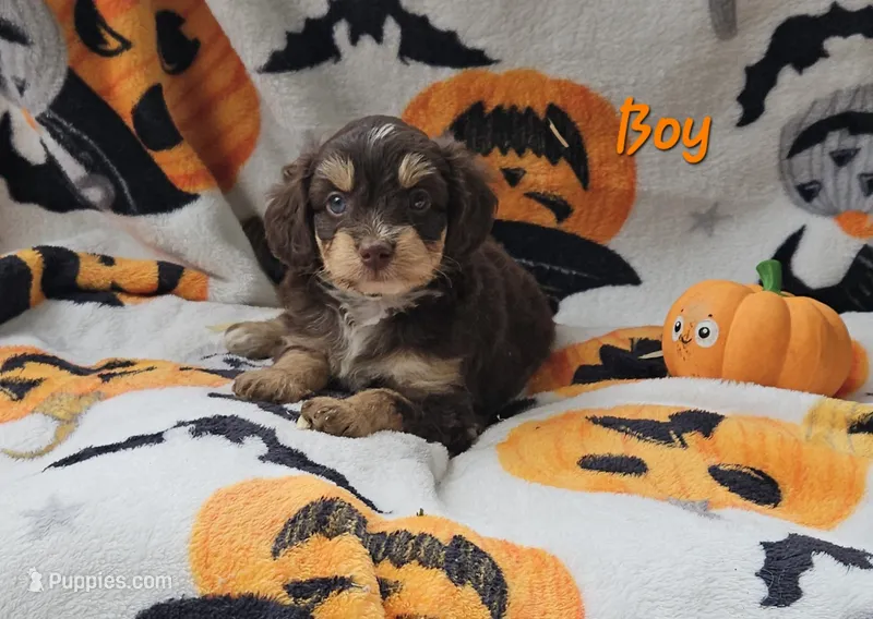 Orange  – Miniature Aussiedoodle puppy for sale in Gainesville, GA