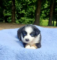 Pink, a male Australian Shepherd for sale in Gainesville, GA – 2 of 3