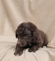 Blue, a male Miniature Aussiedoodle for sale in Gainesville, GA – 2 of 2