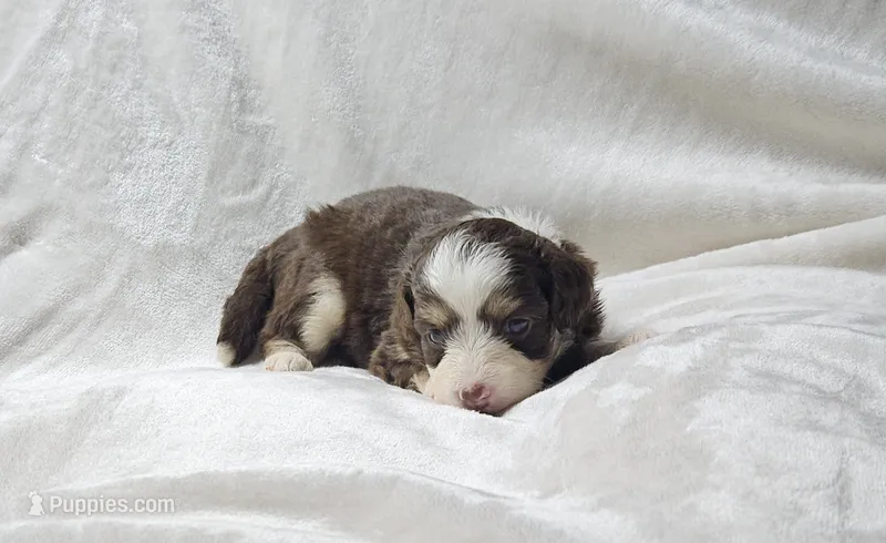 Aqua – Miniature Aussiedoodle puppy for sale in Gainesville, GA