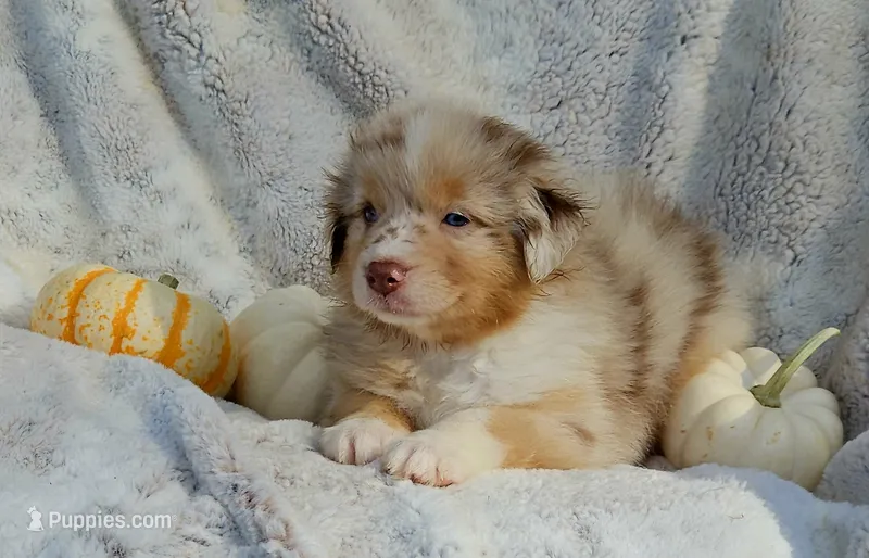 Aqua – Aussiedoodle puppy for sale in Gainesville, GA