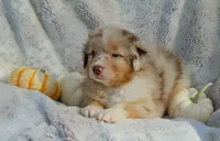 Aqua, a female Aussiedoodle for sale in Gainesville, GA – 1 of 2