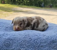 YELLOW, a male Toy Australian Shepherd for sale in Gainesville, GA – 4 of 4
