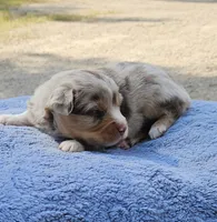 Green, a male Toy Australian Shepherd for sale in Gainesville, GA – 3 of 4