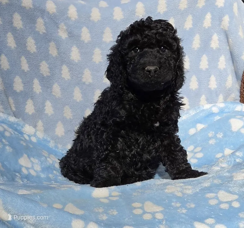 Green – Labradoodle puppy for sale in Gainesville, GA