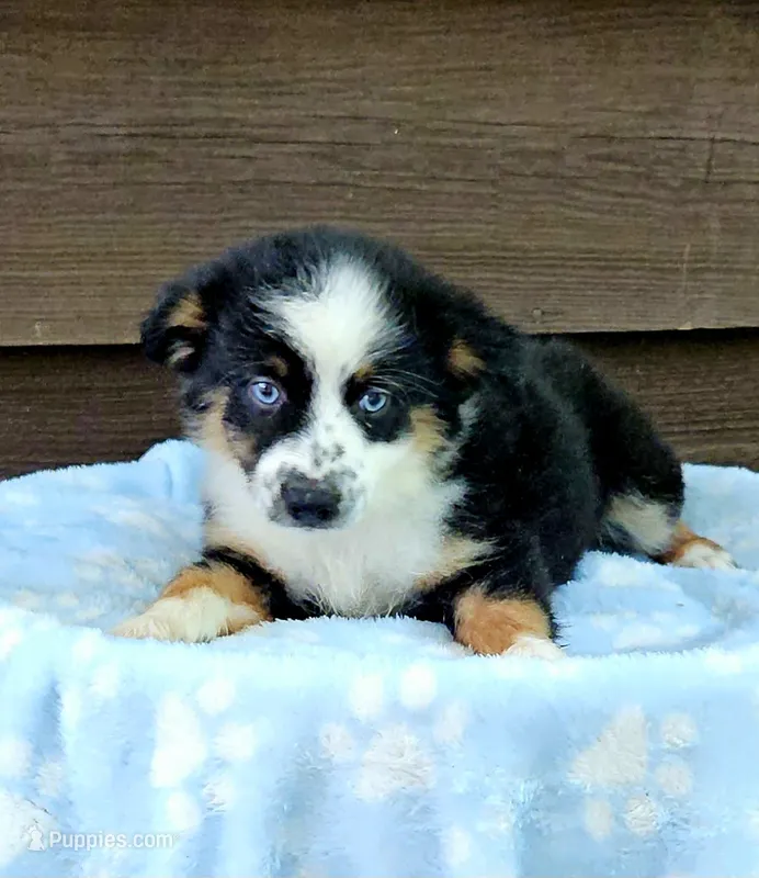 Pink – Australian Shepherd puppy for sale in Gainesville, GA