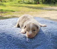 Red, a male Toy Australian Shepherd for sale in Gainesville, GA – 2 of 4