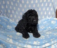 Green, a male Labradoodle for sale in Gainesville, GA – 2 of 2