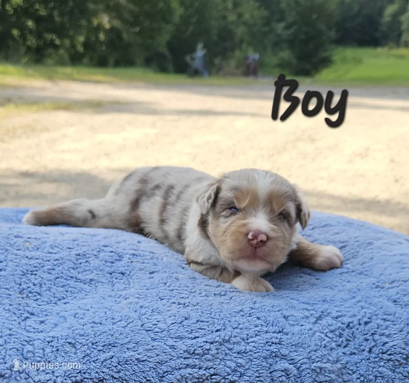 BLUE – Toy Australian Shepherd puppy for sale in Gainesville, GA