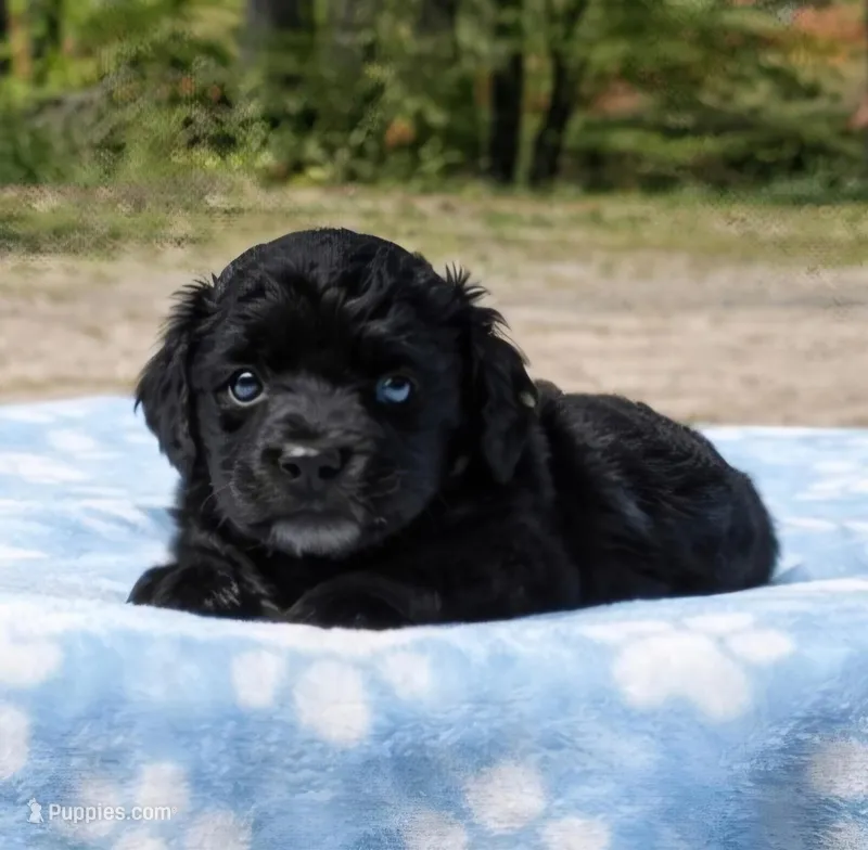 White Collar – Miniature Aussiedoodle puppy for sale in Gainesville, GA