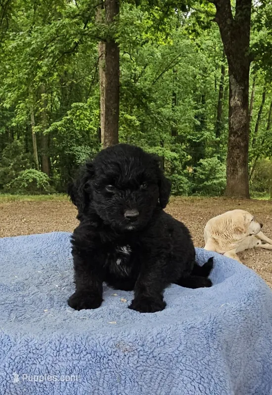 White Collar – Miniature Aussiedoodle puppy for sale in Gainesville, GA
