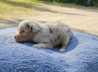Red, a male Toy Australian Shepherd for sale in Gainesville, GA – 4 of 4