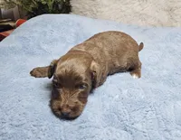Orange, a female Miniature Aussiedoodle for sale in Gainesville, GA – Photo 3 of 3