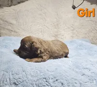 Orange, a female Miniature Aussiedoodle for sale in Gainesville, GA – Photo 2 of 3