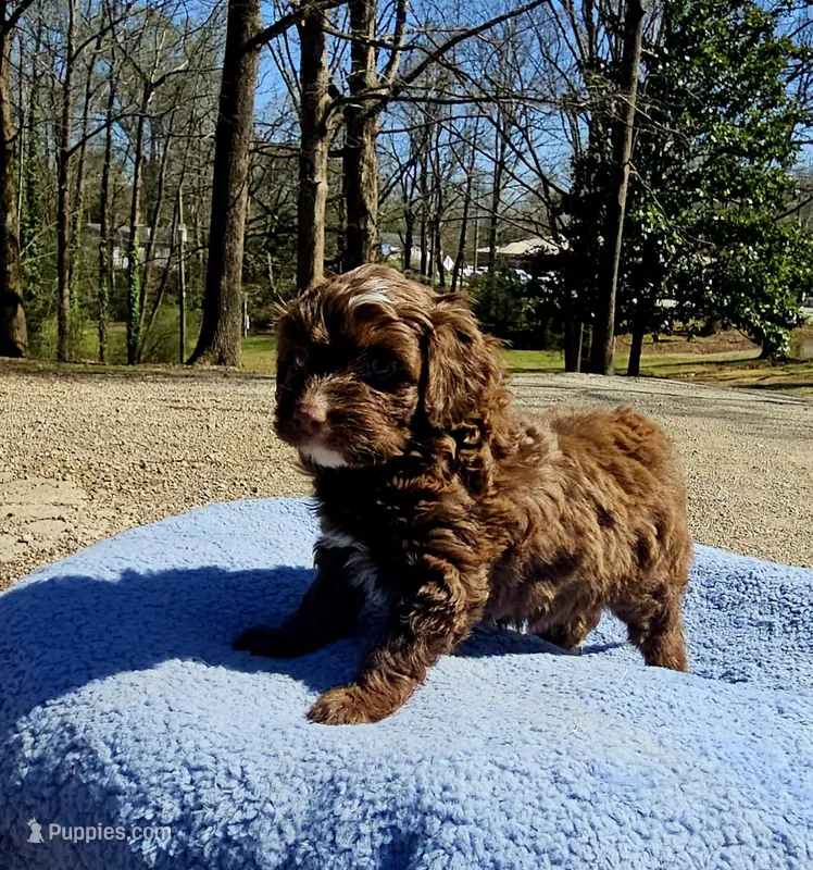 Orange – Miniature Aussiedoodle puppy for sale in Gainesville, GA