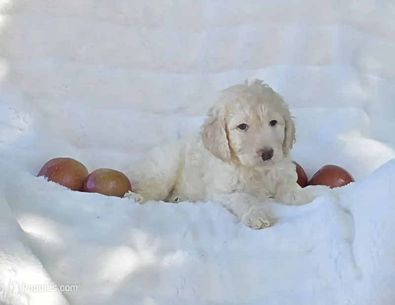 Grey collar – Labradoodle puppy for sale in Gainesville, GA