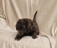 Blue Special , a male Miniature Aussiedoodle for sale in Gainesville, GA – 2 of 3