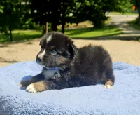 Blue, a male Australian Shepherd for sale in Gainesville, GA – 2 of 3