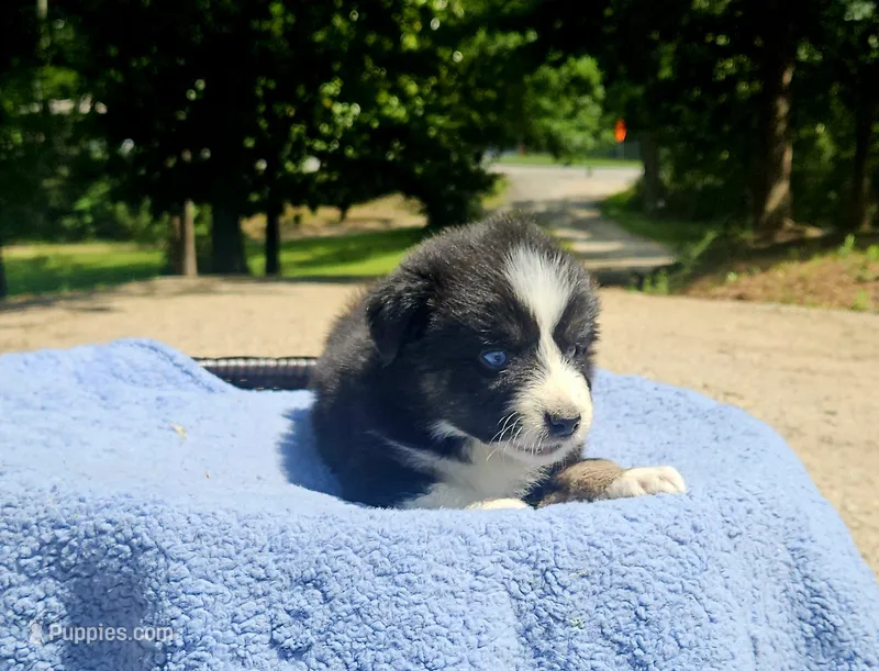 Green – Australian Shepherd puppy for sale in Gainesville, GA
