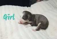 Aqua, a female Miniature Aussiedoodle for sale in Gainesville, GA – 1 of 2