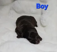 Blue, a male Miniature Aussiedoodle for sale in Gainesville, GA – Photo 1 of 3