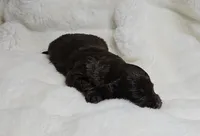 Blue, a male Miniature Aussiedoodle for sale in Gainesville, GA – Photo 2 of 3