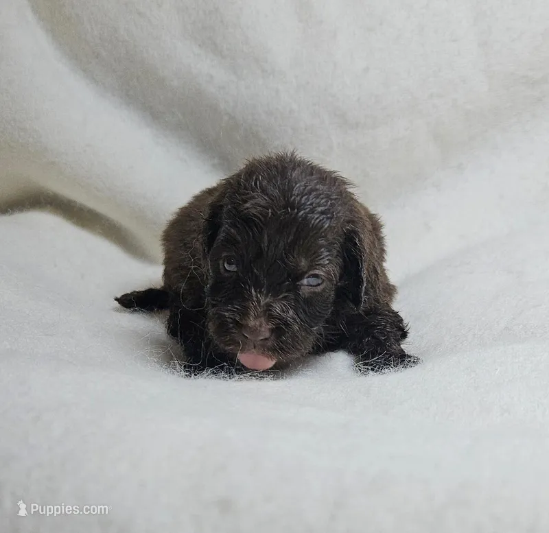 Blue – Miniature Aussiedoodle puppy for sale in Gainesville, GA