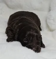 Blue, a male Miniature Aussiedoodle for sale in Gainesville, GA – Photo 3 of 3