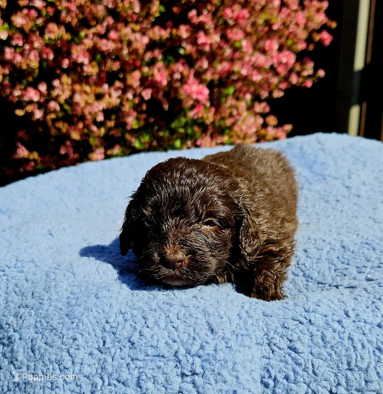 Blue – Miniature Aussiedoodle puppy for sale in Gainesville, GA