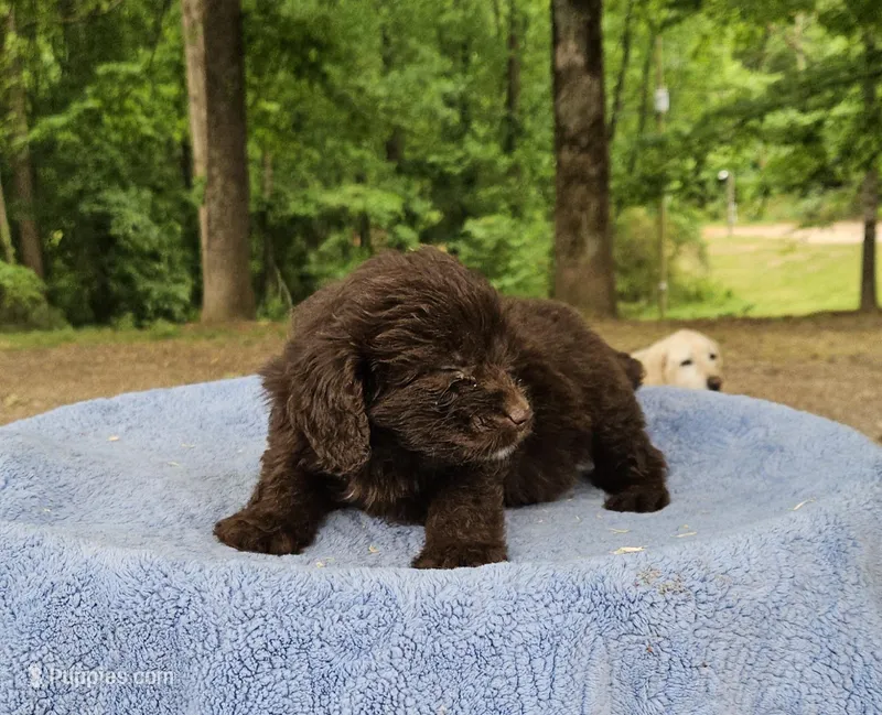 Blue – Miniature Aussiedoodle puppy for sale in Gainesville, GA