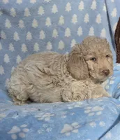 Purple, a male Labradoodle for sale in Gainesville, GA – 1 of 2