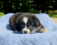 Orange , a female Australian Shepherd for sale in Gainesville, GA – 3 of 3