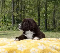 Red, a female Miniature Aussiedoodle for sale in Gainesville, GA – Photo 2 of 2