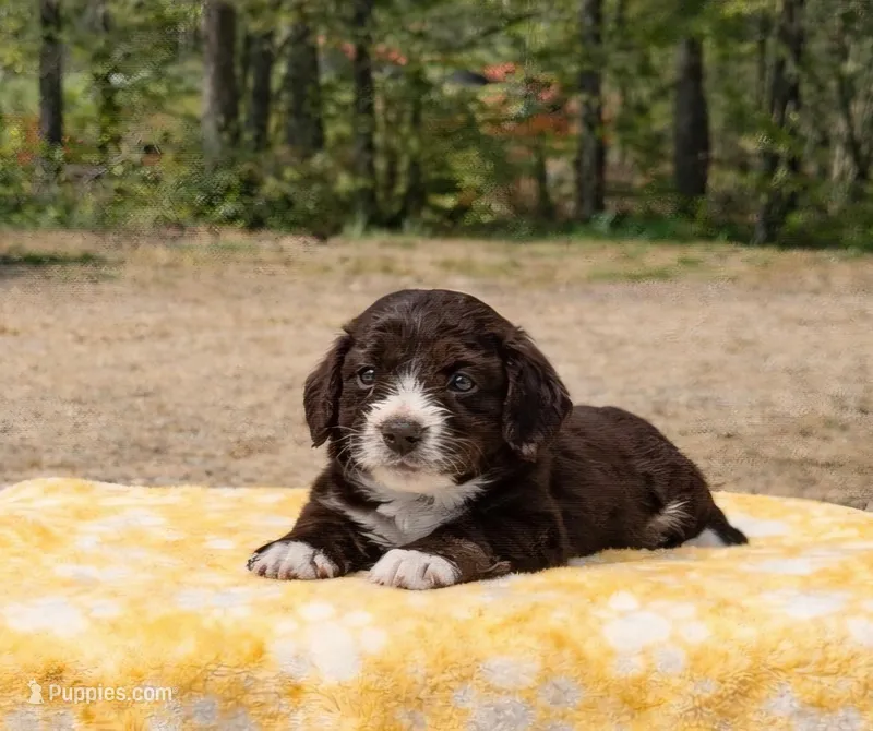 Red, a female Miniature Aussiedoodle for sale in Gainesville, GA – Photo 1 of 2