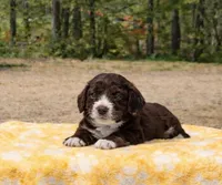 Red, a female Miniature Aussiedoodle for sale in Gainesville, GA – Photo 1 of 2